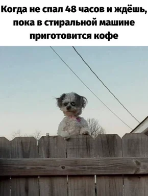 tired dog on fence looking for coffee