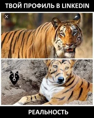 Tiger and dog meme about LinkedIn profile