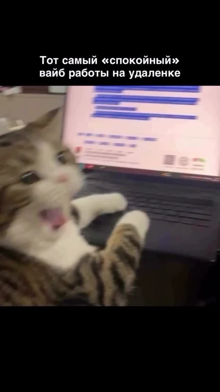 cat sitting at laptop with shocked expression