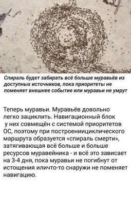An image of ants in a spiral pattern with a caption in Russian