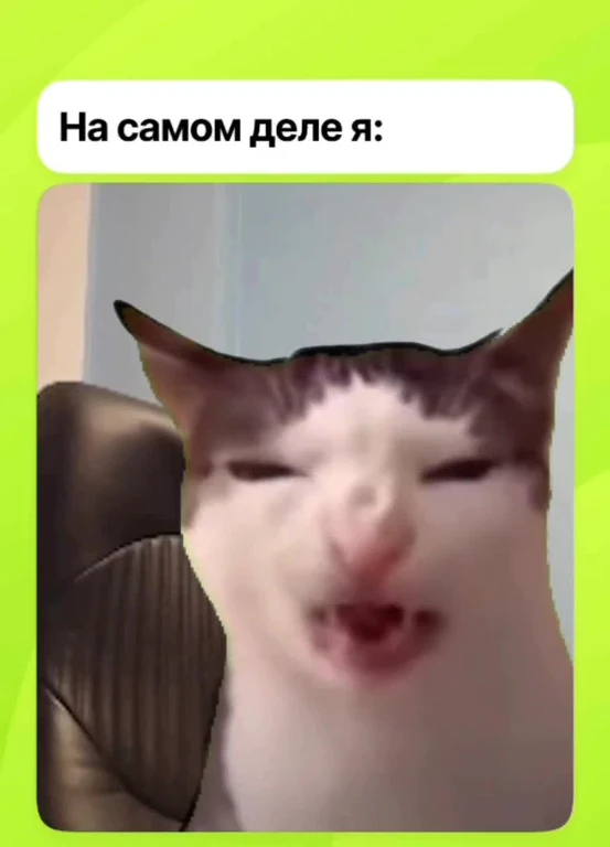 angry cat with text