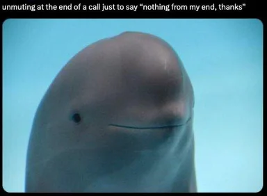 Beluga whale with a smug expression