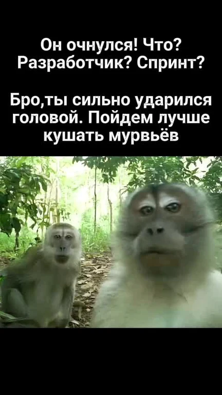 Two monkeys in a forest with a caption about a developer and sprint