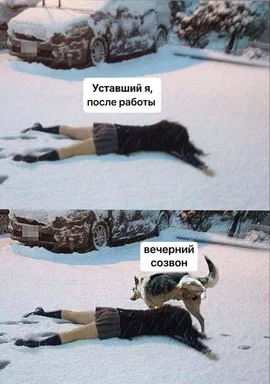 Woman lying in snow before and after a cat interaction
