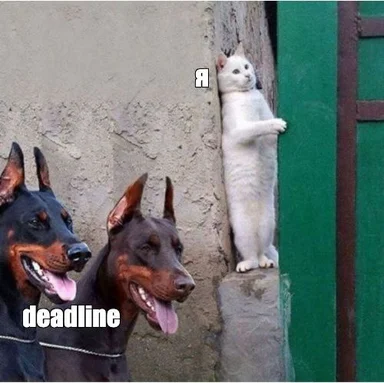 funny meme of a cat and two dogs with a deadline
