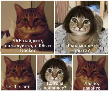 cat meme about sre and kubernetes experience