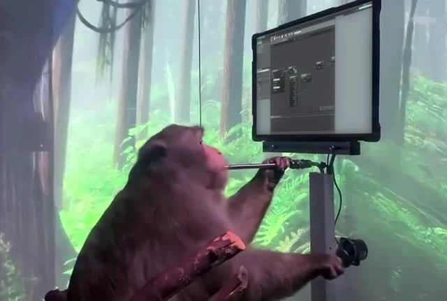 A monkey sitting in a jungle environment using a computer monitor and holding a stick like a tool