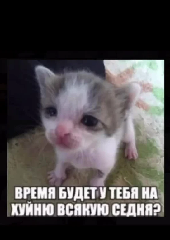 kitten meme with russian text