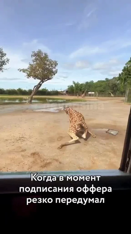 Giraffe sliding on its knees in a zoo enclosure with a caption about changing one's mind at the last minute