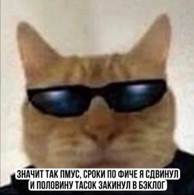 cat in sunglasses meme