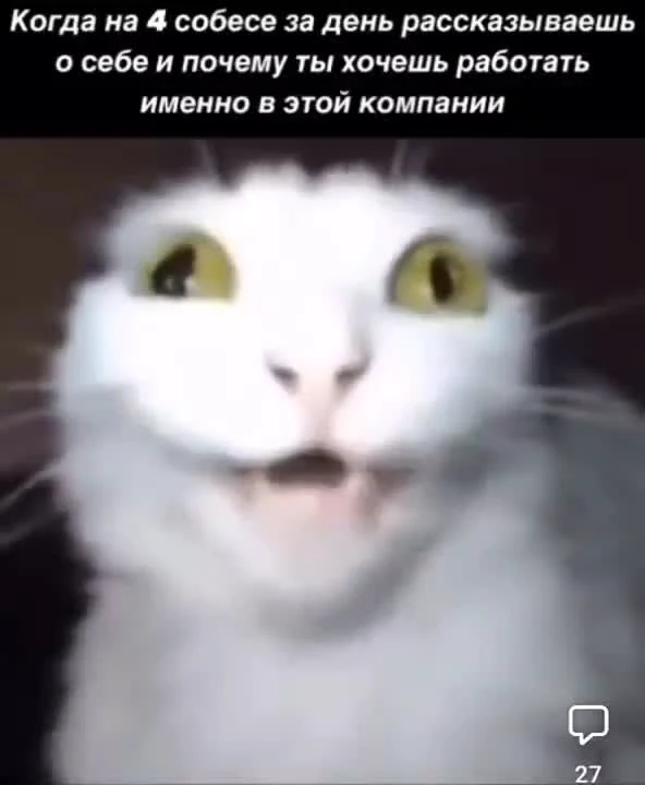 surprised white cat with caption about job interviews