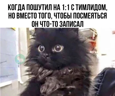 surprised black kitten meme