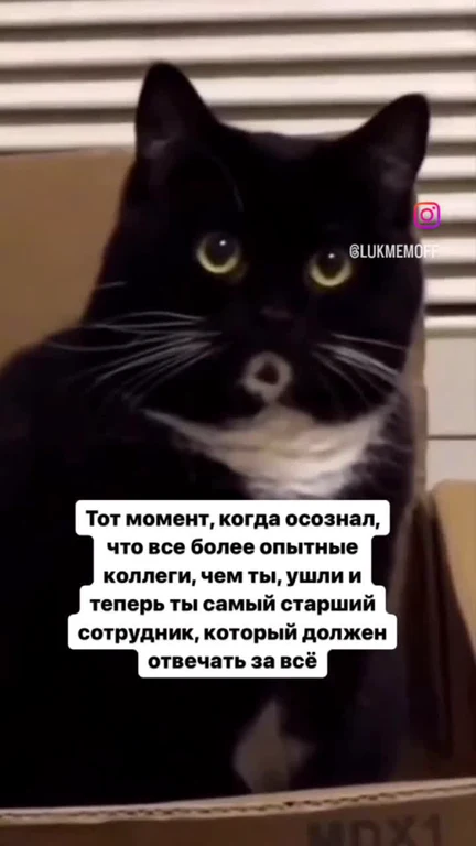 surprised black cat in cardboard box with russian caption