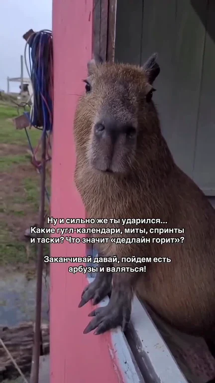 Capybara looking puzzled with Russian text about work deadlines