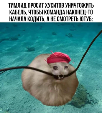 Seal with red hat on head entangled in underwater cables
