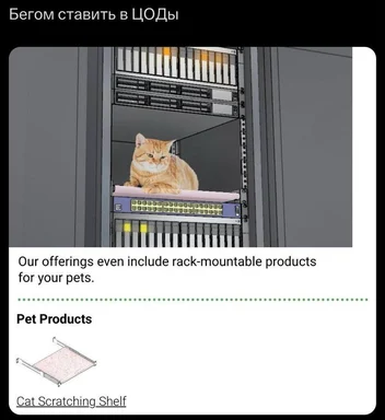 cat on server rack shelf
