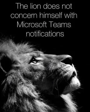 Lion looking away from Microsoft Teams notifications