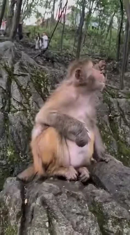 Monkey sitting on a rock with a baby monkey resting on its belly, looking up in a forest setting.