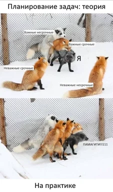 meme about task planning theory vs practice with foxes