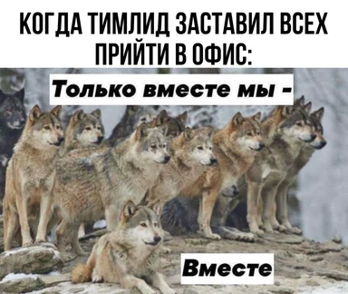 Pack of wolves meme with Russian caption