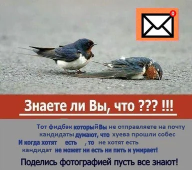 Two birds, one lying on the ground, with a humorous text about job candidate feedback