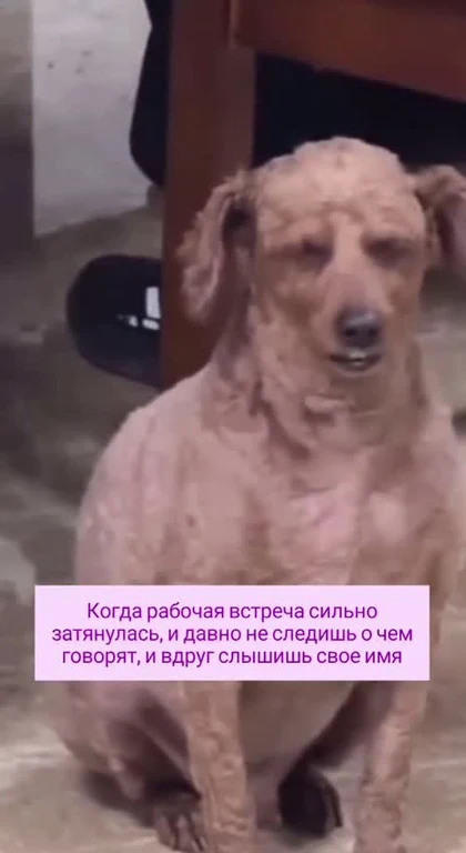dog sitting on floor with text overlay