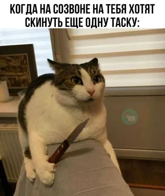 cat holding knife meme