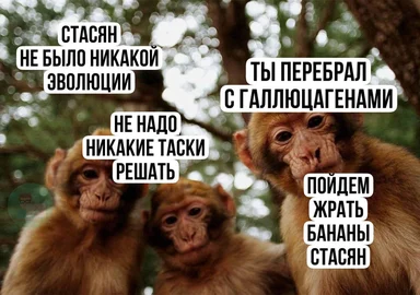 Three monkeys with a humorous conversation about evolution and hallucinogens