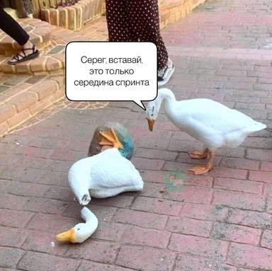 Two ducks on a brick sidewalk, one standing and one lying down, with a speech bubble in Russian.