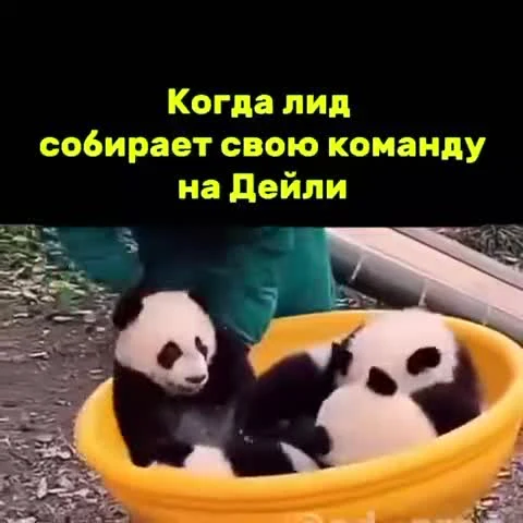 Panda cubs in a yellow bucket with a person in green clothing