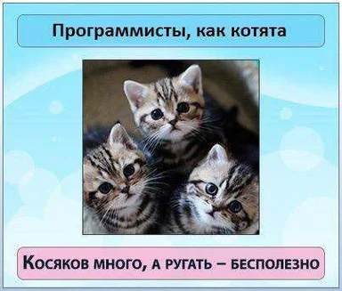 programmers are like kittens