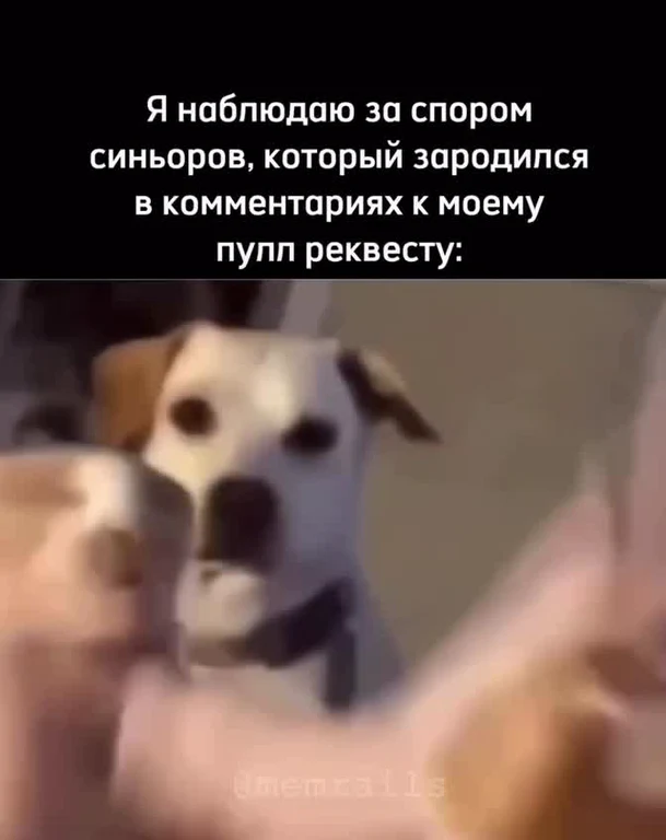Dog looking at a dispute between senior devs in pull request comments