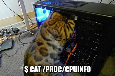 cat in computer case with linux command line reference
