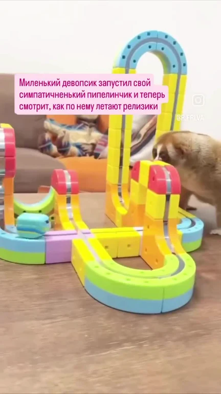 a hamster watching a colorful toy marble run track