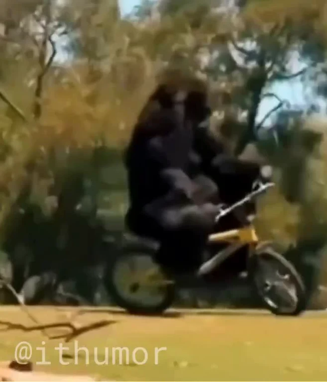 A gorilla riding a small yellow bicycle on a dirt path in the woods
