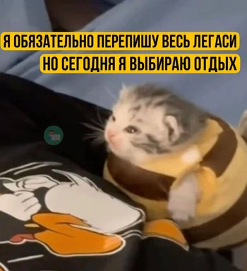 kitten in bee costume sitting on a bed with a humorous expression