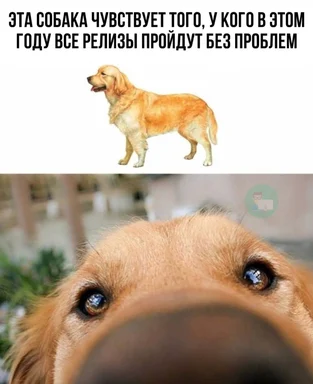 dog with caption about smooth releases