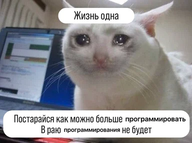 white cat in front of laptop with russian text about programming