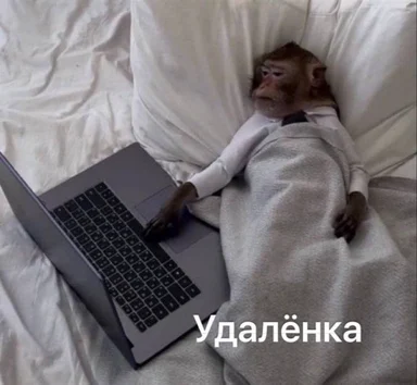 monkey on bed with laptop