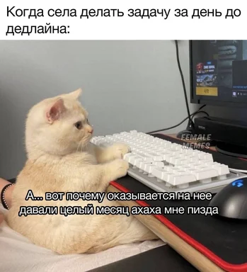 cat at computer keyboard with russian text