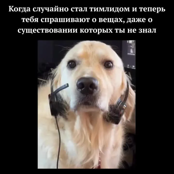 Dog wearing a headset looking confused