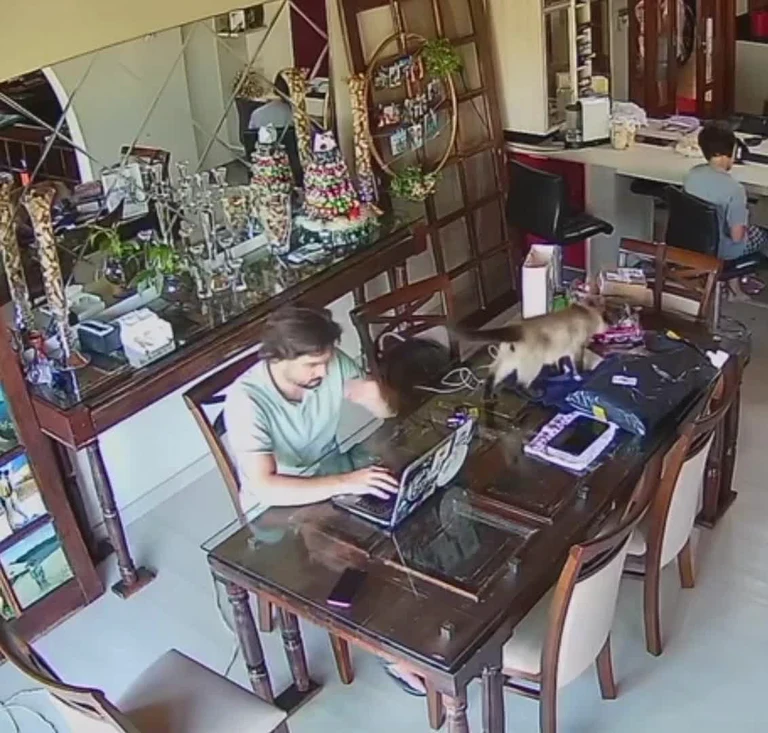 remote work with cat on table