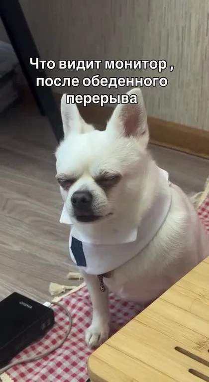 A white chihuahua with a sheet over its eyes and a tie around its neck sits on a red and white checkered cloth next to a wooden table.