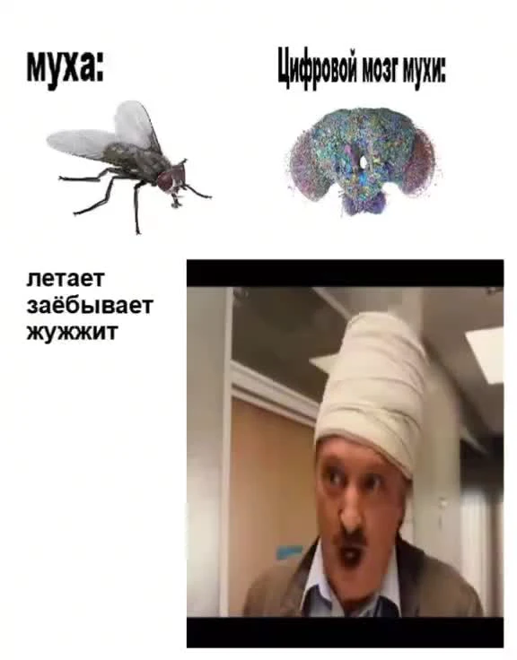 Комикс: муха и её «цифровой мозг» рядом с шокированным мужчиной в бинтах
