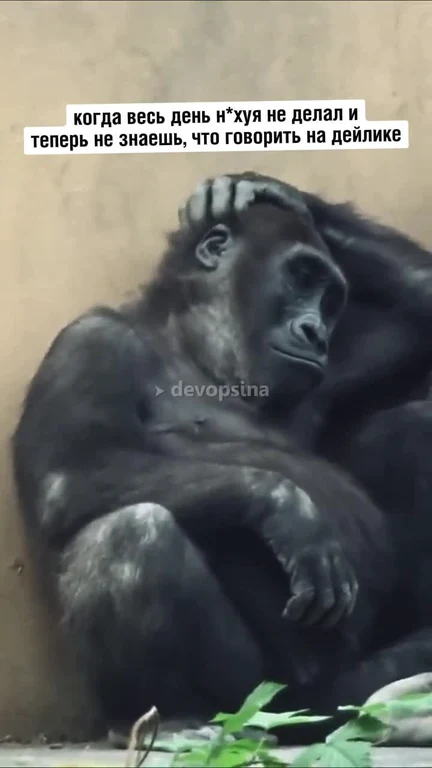 gorilla confused and stressed