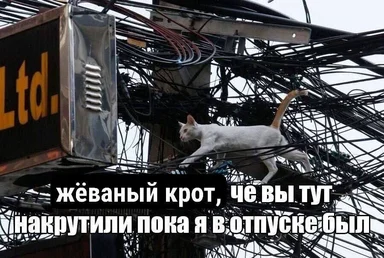 cat on a mess of wires with text overlay