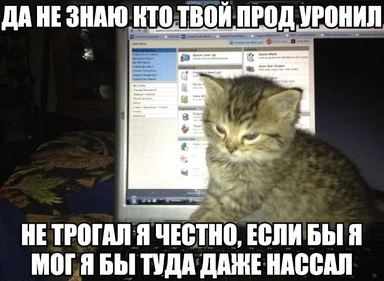 angry kitten sitting in front of laptop