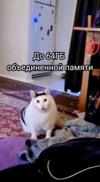cat looking at camera with text about 64GB of memory
