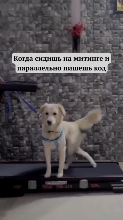 A dog on a treadmill with a caption in Russian