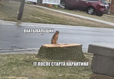 squirrel on tree stump